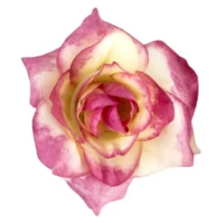 Blütenbusch, Rosen 3, 30cm hoch, 10 große Blüten, Ø 4cm, naturweiß/pink