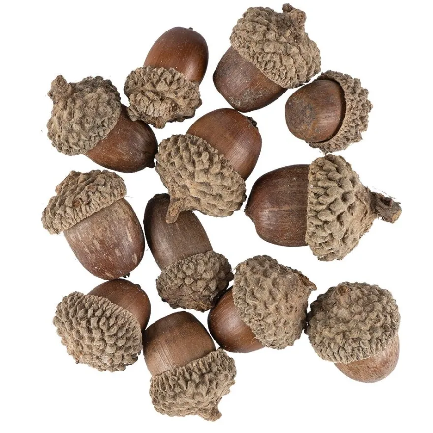 Deko-Eicheln, Ø1,5cm bis Ø2,3cm, 2,3cm bis 3,2cm lang, 12 Stück