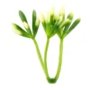 Deko-Floristik, Blütenknospe 3, 3cm lang, 30g