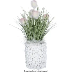 Deko-Knopfgras, 30cm hoch, mit rosa Blüten