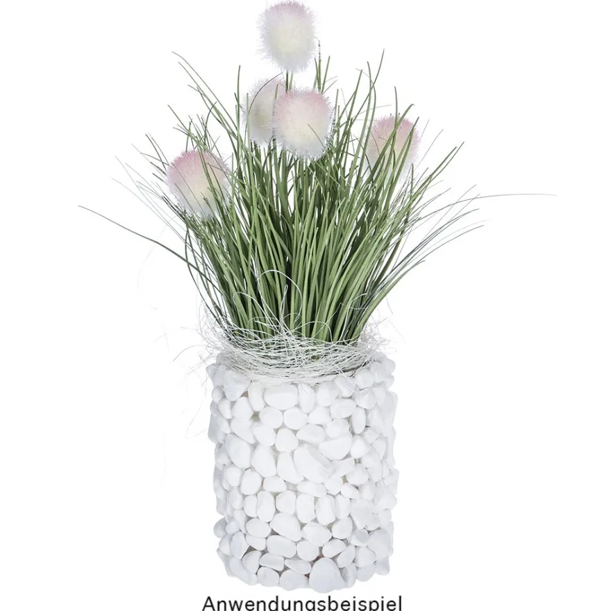 Deko-Knopfgras, 30cm hoch, mit rosa Blüten