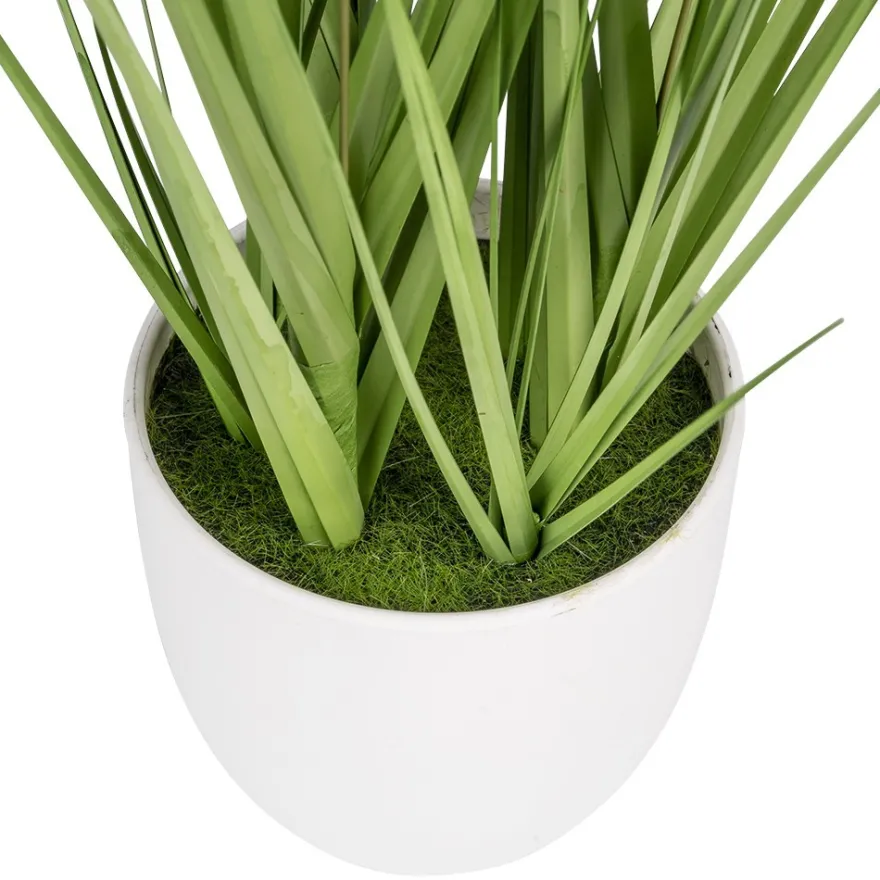 Deko-Knopfgras, im Topf, 30cm hoch, mit weißen Blüten