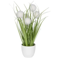 Deko-Knopfgras, im Topf, 30cm hoch, mit weißen Blüten