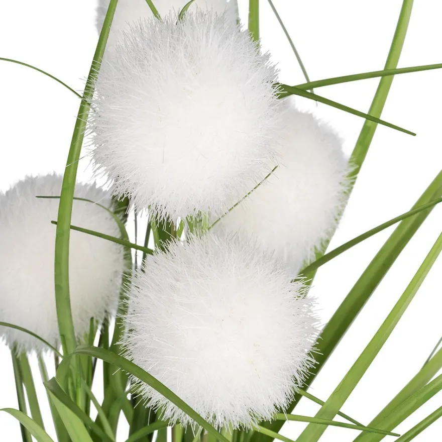 Deko-Knopfgras, im Topf, 30cm hoch, mit weißen Blüten