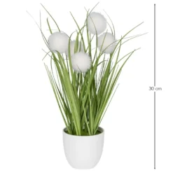Deko-Knopfgras, im Topf, 30cm hoch, mit weißen Blüten