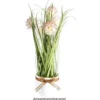 Deko-Knopfgras, im Topf, 30cm hoch, mit rosa Blüten