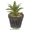 Deko-Sukkulenten, 10cm bis 16cm hoch, in grauem Blumentopf, 5 Stück