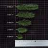 Deko-Tannenzweige, 8cm lang, grün, 38 Stück