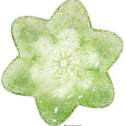 Design Glasteller, klar, Ø18cm, Design 1, 2 Stück