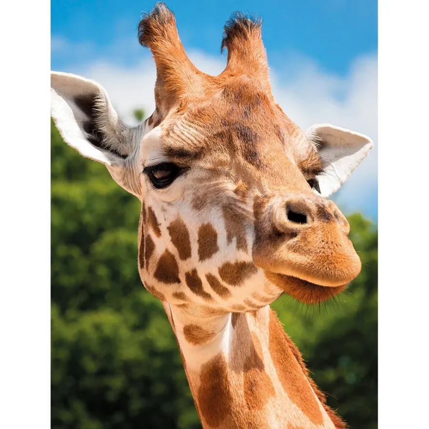 Diamond-Painting-Bild, Giraffe, 25cm x 35cm, inkl. Werkzeug