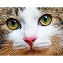 Diamond-Painting-Bild, Katze, 35cm x 25cm, inkl. Werkzeug