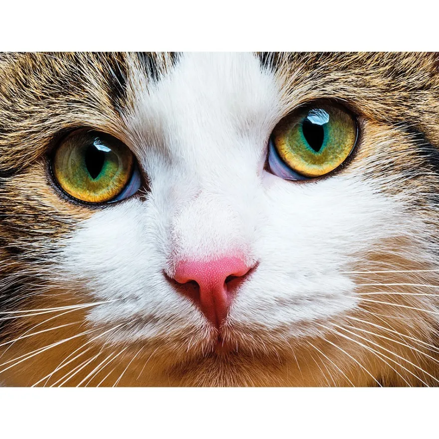 Diamond-Painting-Bild, Katze, 35cm x 25cm, inkl. Werkzeug