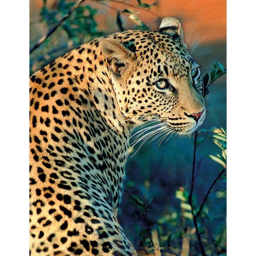 Diamond-Painting-Bild, Leopard, 25cm x 35cm, inkl. Werkzeug