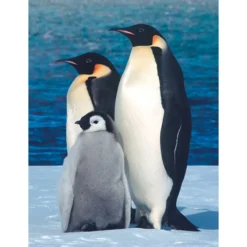 Diamond-Painting-Bild, Pinguine, 25cm x 35cm, inkl. Werkzeug
