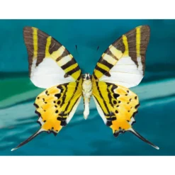 Diamond-Painting-Bild, Schmetterling 2, 25cm x 35cm, inkl. Werkzeug