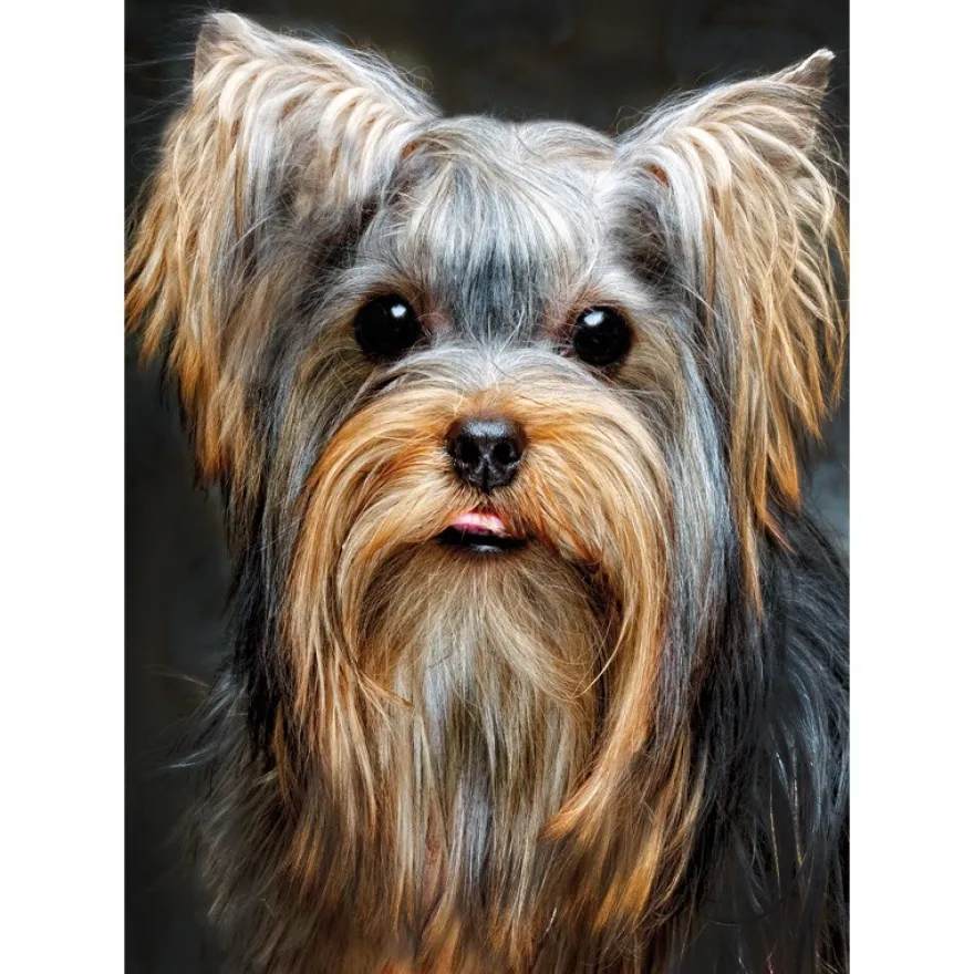 Diamond-Painting-Bild, Yorkshire Terrier, 25cm x 35cm, inkl. Werkzeug