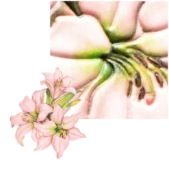 3-D Relief-Sticker, Elegante Lilien 5, 21cm x 30cm, verschiedene Größen, selbstklebend