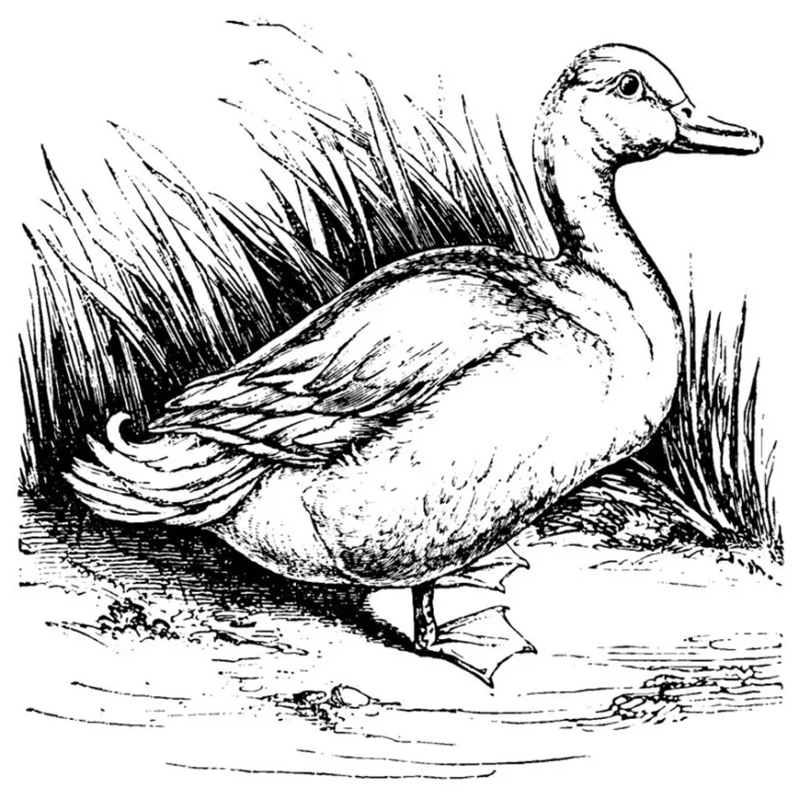 Feinkontur-Stempel, 15 x 15 cm, Ente