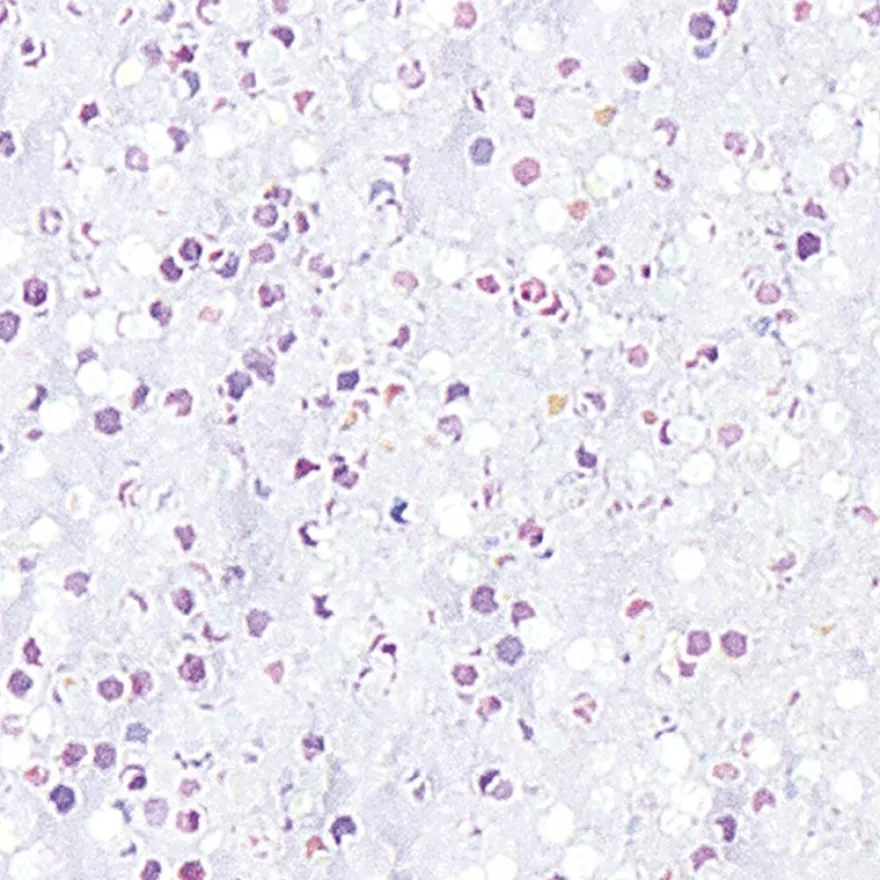 Glitzer-Zerstäuber, Laser-Puderglimmer, 8g, weiß