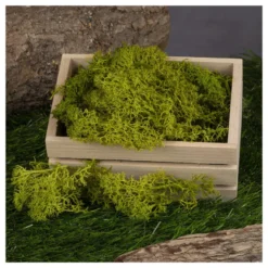 Islandmoos, grün, Naturprodukt, 100g