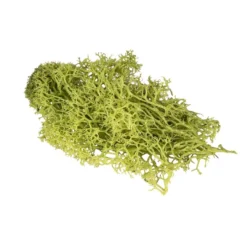 Islandmoos, grün, Naturprodukt, 100g