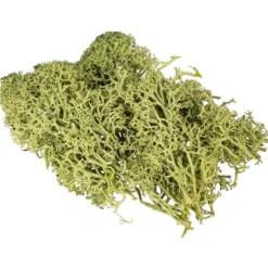 Islandmoos, waldgrün, Naturprodukt, 200g