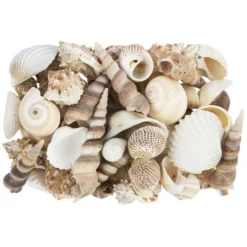 Potpourri, Muscheln, 450g, natur