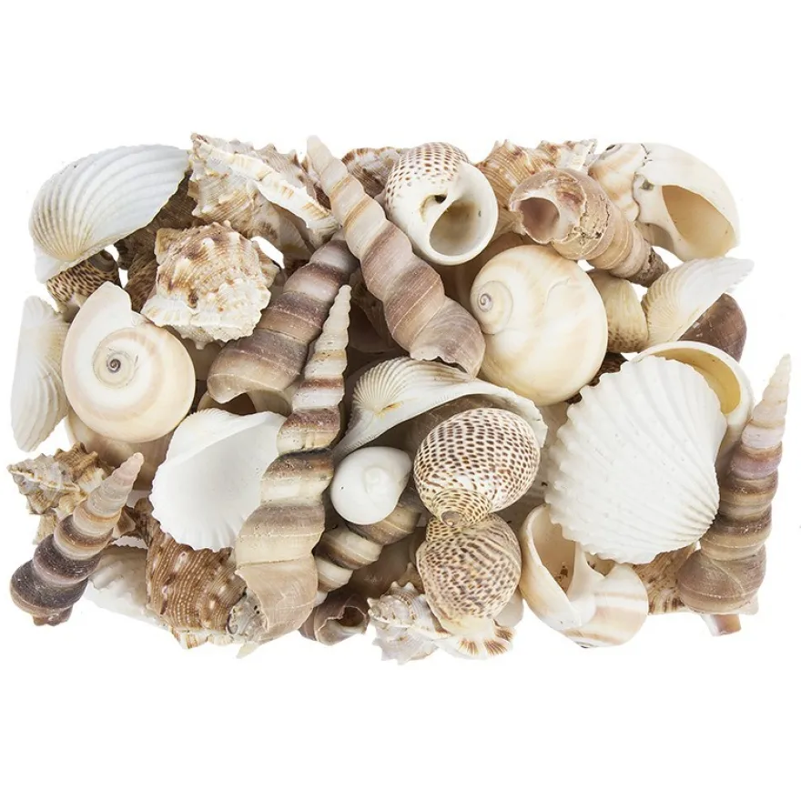 Potpourri, Muscheln, 450g, natur