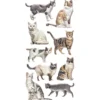 Relief-Sticker, Katzen, 17,5cm x 9cm
