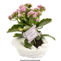 Schnellabformmasse, Alginat, 2kg
